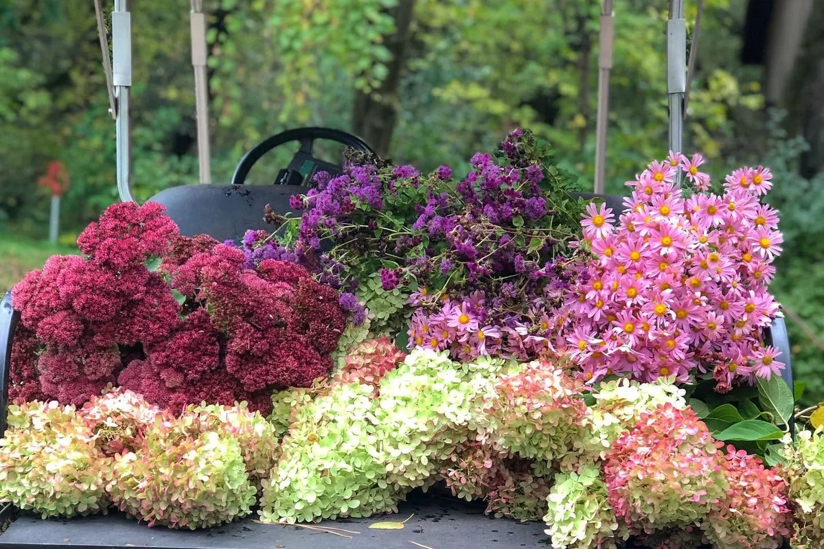Freshly gathered autumn flowers in shades of pink, burgundy, and purple at Camrose Hill in Stillwater, Minnesota.